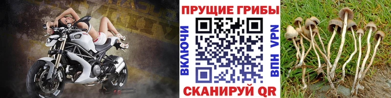 где можно купить   Уяр  кракен   Галлюциногенные грибы мицелий 